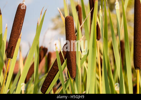Graceful Cattail close up Stock Photo