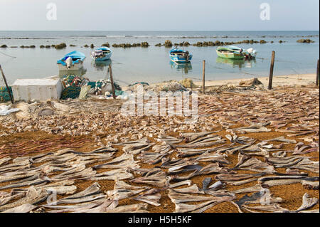 Fish drying in the fishing village Point Pedro, Jaffna Peninsula, Sri Lanka Stock Photo