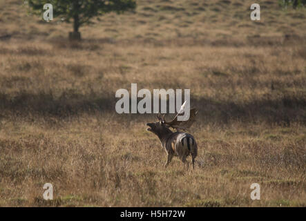 Fallow deer buck bellowing during the autumn rut season at Petworth Park in West Sussex, England Stock Photo