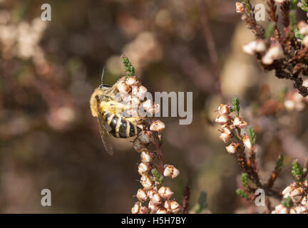 Yellow-legged mining-bee (Andrena flavipes) on heather in Surrey, England Stock Photo