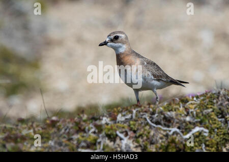 female Mongolian plover standing in the tundra summer day Stock Photo