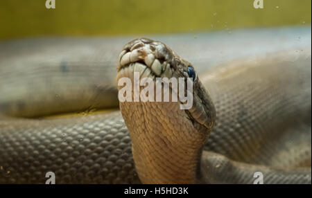 A large python in the terrarium. Close-up. Stock Photo