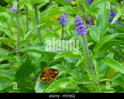 Orange and black butterfly on the bright, green leaf of Lavender plant Stock Photo