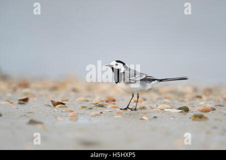 Pied Wagtail / Bachstelze ( Motacilla alba ) standing on mudflat, mussel bank, in wadden sea, beach, searching for food. Stock Photo