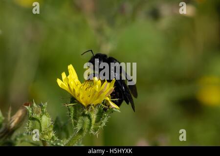 Violet Carpenter Bee (Xylocopa violacea) gathering nectar on wild flower in summer Provence - France Stock Photo