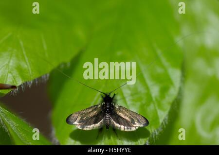 Green Longhorn Moth - Fairy Moth (Adela reaumurella) male day flying moth on leaves Stock Photo