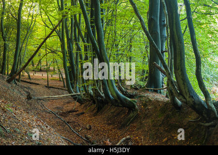 Autumn afternoon at Leith Hill, Surrey, England. North Downs. Stock Photo