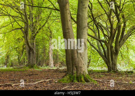 Ancient beech trees at Sheepleas Nature Reserve, North Downs, Surrey, England. Stock Photo