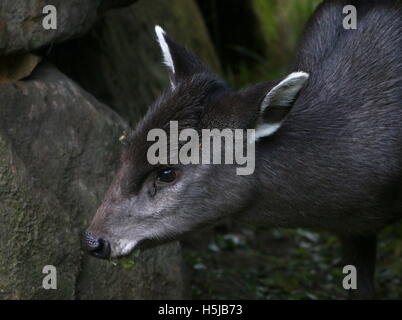Female Chinese Tufted Deer (laphodus cephalophus) in closeup Stock Photo