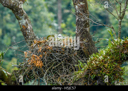 A newborn Javan hawk-eagle (Nisaetus bartelsi) in the nest. Stock Photo
