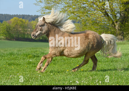 Classic Pony in the field Stock Photo