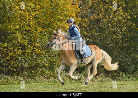 Ride out in autumn, young rider wearing a body protector on back of a Haflinger horse galloping Stock Photo