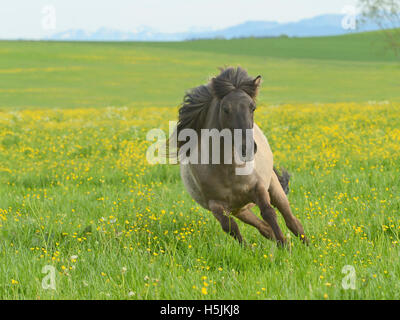Icelandic horse in the field Stock Photo