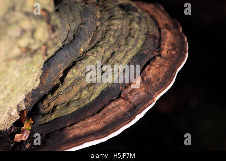 Ganoderma applanatum, Artist's Bracket fungus. Stock Photo