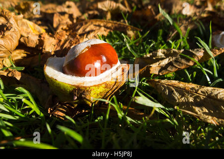 A conker in its shell on the ground. Stock Photo