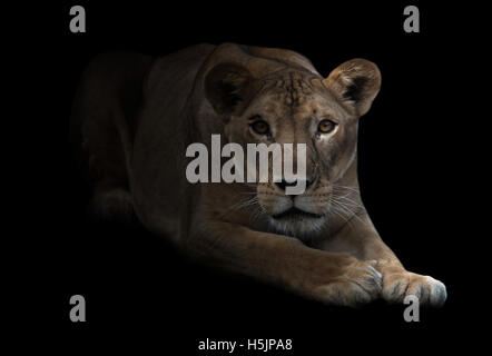 female lion in the dark with spotlight Stock Photo