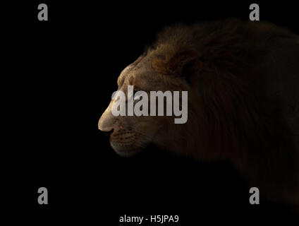 yong male lion in the dark with spotlight Stock Photo