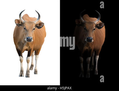 female banteng in the dark with spotlight and male banteng isolated Stock Photo