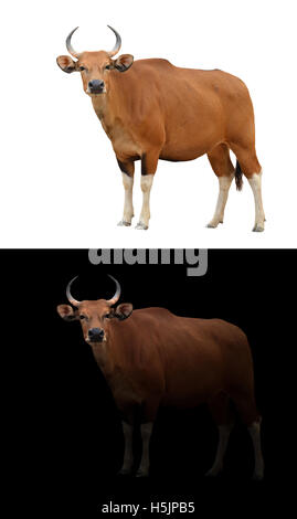 female banteng in the dark with spotlight and male banteng isolated Stock Photo