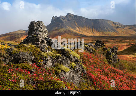 Icelandic autumn flora and moss covered lava field, Thingvellir National Park South Western Iceland, Iceland Stock Photo