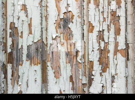 Wooden wall with white paint is severely weathered and peeling old ...