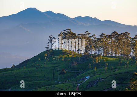 Dawn at tea plantation near Lipton's Seat, Haputale, Sri Lanka Stock Photo