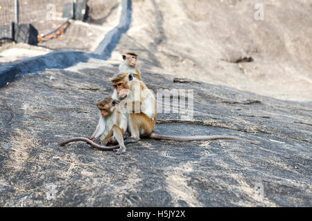 Bonnet Macaque monkey grooming, Sri Lanka Stock Photo