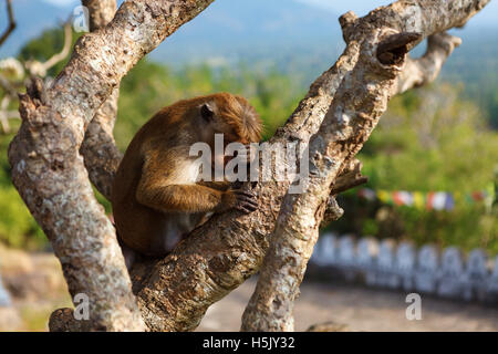 Bonnet Macaque monkey sleeping on tree, Sri Lanka Stock Photo