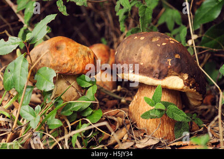 Wild picked birch boletus mushroom Stock Photo