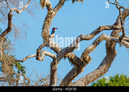 White-throated Kingfisher sitting on tree against blue sky, Yala National Park, Sri Lanka