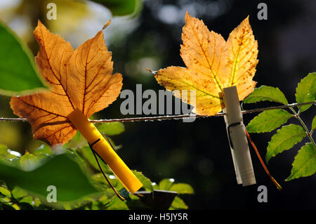 Autumn leaves on clothespins after a rain Stock Photo