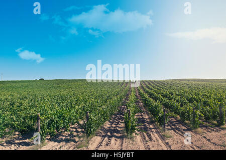 Vineyard in a sunny day of summer in Sardinia Stock Photo