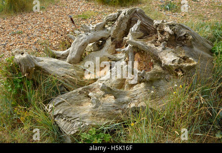 Gnarled and bleached tree stump on beach at Lancing in West Sussex, England Stock Photo