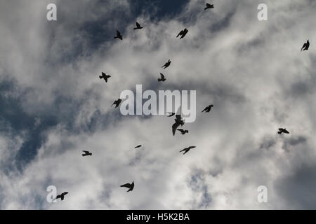 silhouettes of pigeons in stormy sky Stock Photo