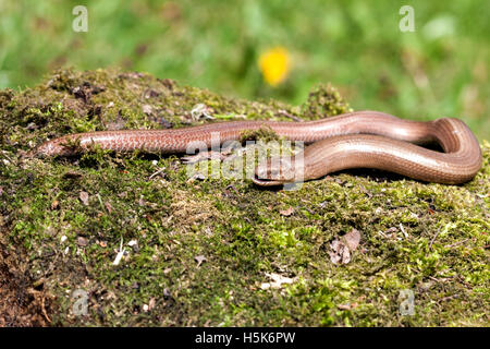 Slow worm (Anguis colchica) from Czech Republic. Stock Photo