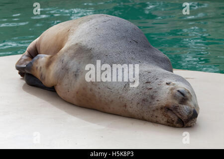 Seal (Phoca vitulina) Stock Photo