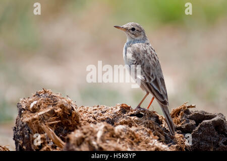 African Pipit (Anthus cinnamomeus), Hwange National Park, Zimbabwe, Africa Stock Photo