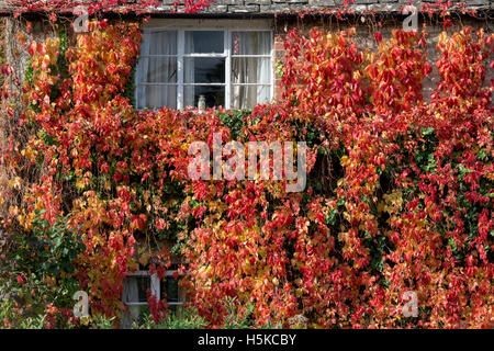 creeper virginia parthenocissus fence covered quinquefolia alamy autumn red covering ivy american