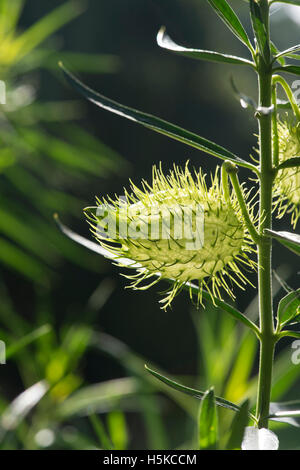 Gomphocarpus physocarpus. Balloon cotton bush seed capsules Stock Photo