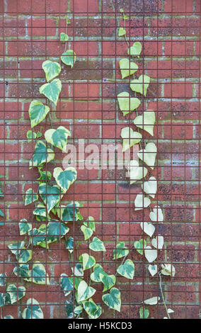 Hedera Colchica ‘Dentata Variegata’. Ivy Dentata Variegata growing up a garden wall behind wire mesh at RHS Wisley Gardens. UK Stock Photo