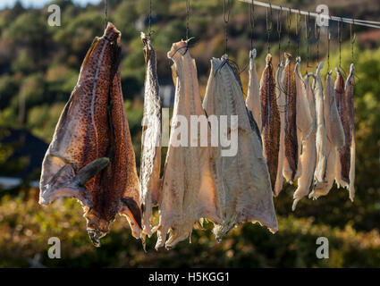 Codfish drying on a washing line in Newfoundland Canada before being salted with out of focus trees in the background Stock Photo