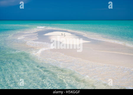 Terns on small sand island. Turks and Caicos. Providenciales Stock Photo