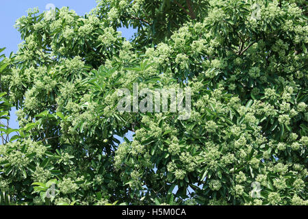 Green Flower of Blackboard Tree or Devil Tree Stock Photo