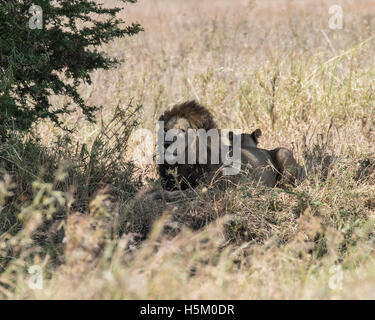 A male lion and a lioness and her cubs in Tarangire National Park, Tanzania Stock Photo