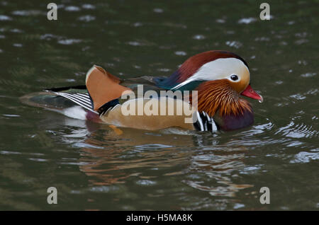 Mandarin Duck male (aix galericulata) Stock Photo