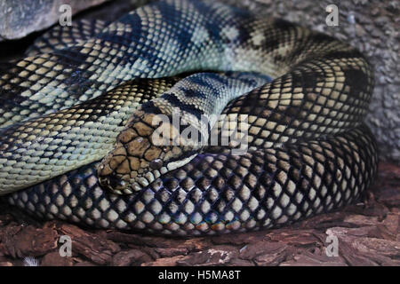 New Guinea Amethystine Python (morelia amethistina) Stock Photo