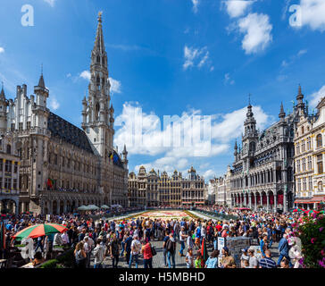 Brussels Grand Place. The 2016 Carpet of Flowers in the Grand Place (Grote Markt) with the Town Hall to the left, Brussels, Belgium. Stock Photo