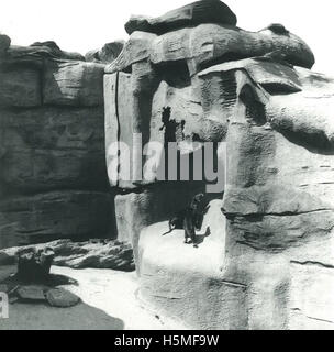 Taronga Park Zoo - 1924 Stock Photo