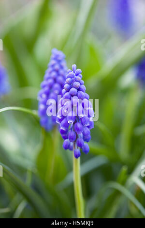 Muscari armeniacum. Grape hyacinths in the garden. Stock Photo