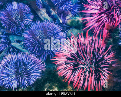 Red and purple sea urchins at extreme minus tide. Yaquina Head Outstanding Natural Area, Oregon Stock Photo